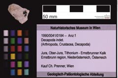 Foto (Objekt + Etiketten) von Decapoda indet. (NHMW-GEO-1990-0041-0184)